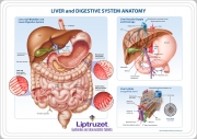 Digestive system anatomical wall chart concept
