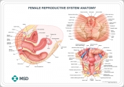 Female reproductive system anatomical wall chart
