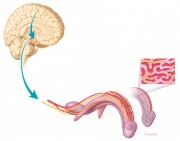 Brain-penis erection connection