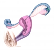 Female reproductive system