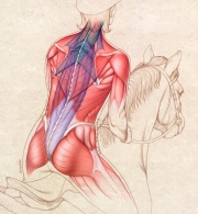 Back muscles of equestrian rider
