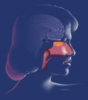 Pheromones receptor region of the nasal sinuses
