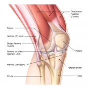 Anatomy of the knee joint