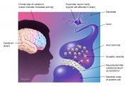 Biology of brain disorders