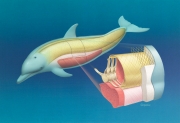 Dolphin dorsal column anatomy
