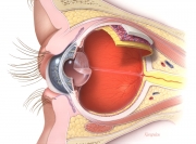 Anatomy of the human eye