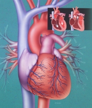 heart anatomy with systole and diastole