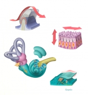 inner ear anatomy