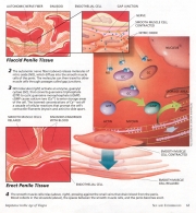 Nitric oxide mechanism of action in erectile tissues - as published