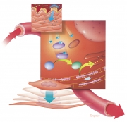 Nitric oxide mechanism of action in erectile tissues
