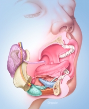 Anatomy of the mouth region
