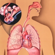 Anatomy of the respiratory system