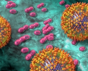 H1N1 virus and B. pertussis bacteria in upper respiratory tract