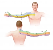 Dermatomes of upper limb - Anterior and Posterior view
