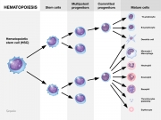 Hematopoietic cell lineages