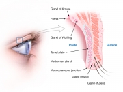Eyelid Anatomy