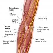 anatomy of nerves and arteries at the elbow