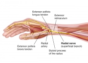 anatomy of radial nerve and artery at the wrist