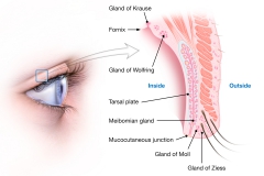 Eyelid Anatomy Eyelid Anatomy