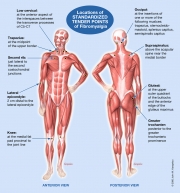 Locations of Standardized Tender Points of Fibromyalgia
