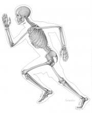 Skeleton in running man