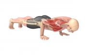 Chaturanga dandasana pose highlighting shoulder muscles
