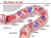 Cellular components of blood