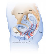 Female pelvic floor muscles