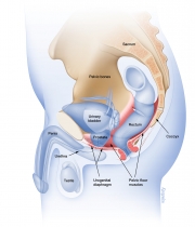 Male pelvic floor muscles