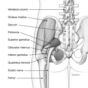 Piriformis Syndrome - hip anatomy