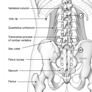 Quadratus lumborum anatomy