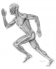 Muscles in running man