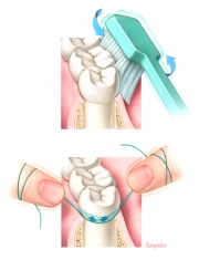 Tooth brushing and flossing proper technique
