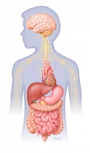 Central nervous system, heart and digestive system