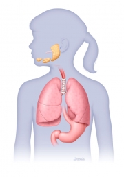 Lungs, stomach and salivary glands