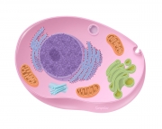 Basic structure of an animal cell