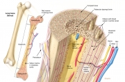 Bone Structural Anatomy