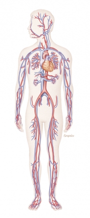 Circulatory system
