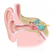 Anatomy of the ear
