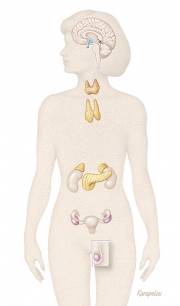 Endocrine system