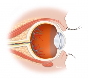 Basic anatomy of the eye