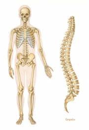 Human skeleton and vertebral column