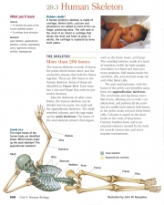 Human skeleton reclining