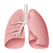 Lower respiratory system anatomy_1