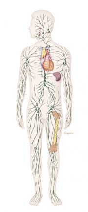 Lymphatic system