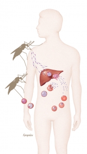Malaria transmission
