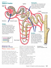 Nephron Function