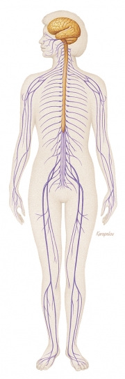 Nervous system