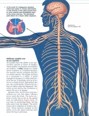 Human Nervous System