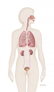 Respiratory and urinary systems